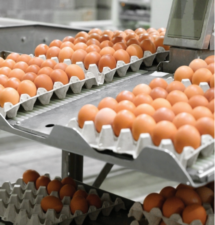 Eggs Production